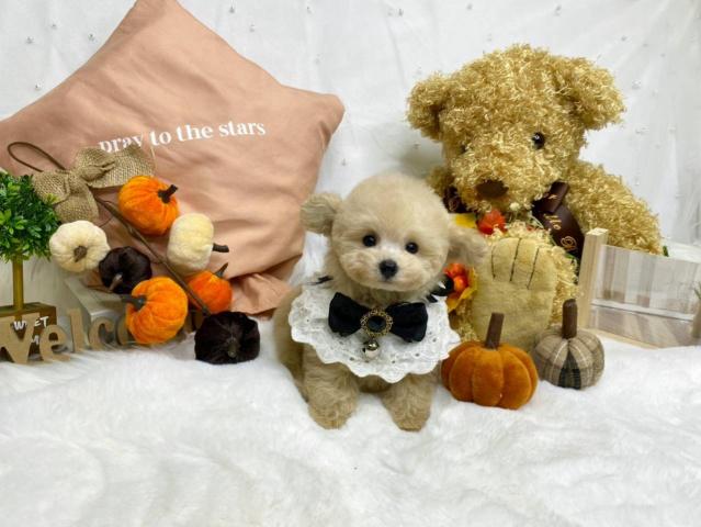 トイプードルティーカップ予想の写真4