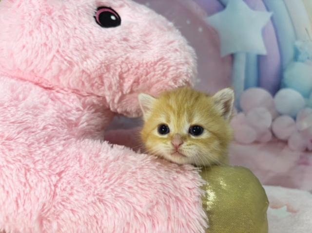 スコティッシュフォールドの写真3