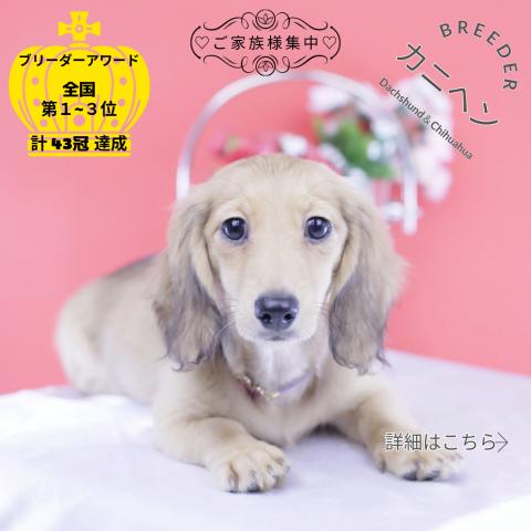 カニヘンダックスフンド ロング