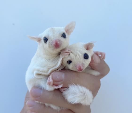 フクロモモンガ ルビーレイの写真2