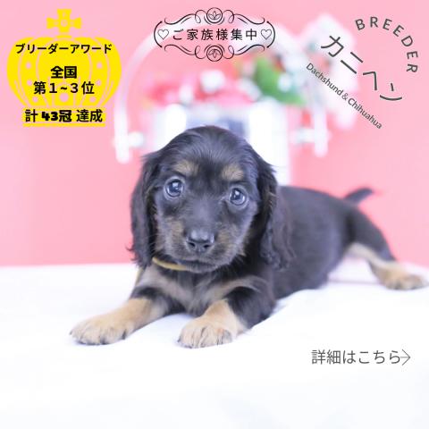 カニヘンダックスフンド ロング