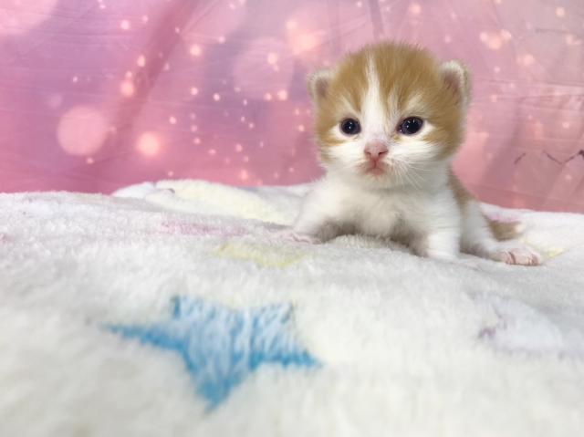 スコティッシュフォールドの写真3