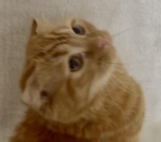 スコティッシュフォールドの写真3