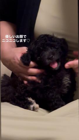 MIXビションプー