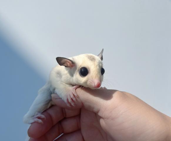 プラチナ