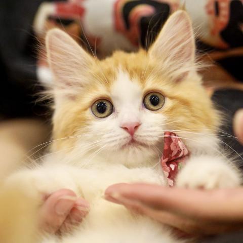サイベリアンの写真2