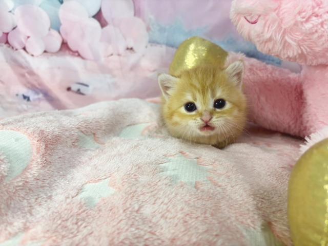 スコティッシュフォールドの写真6