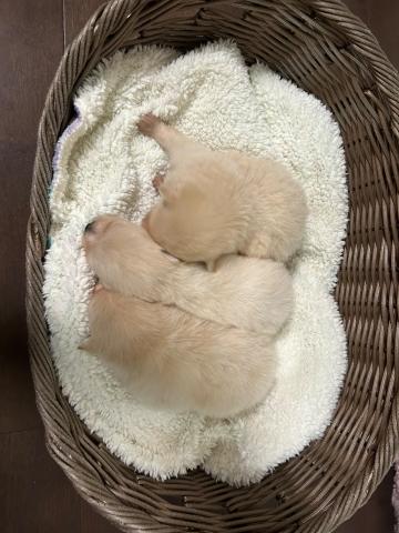 ポメラニアンの写真4