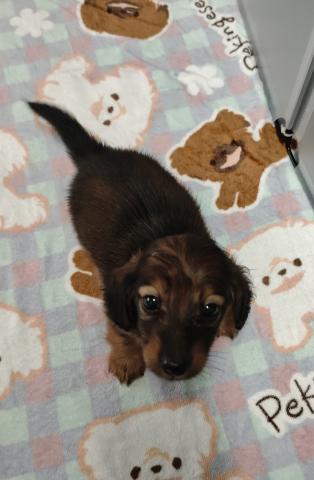 カニンヘンダックスフンドの写真2