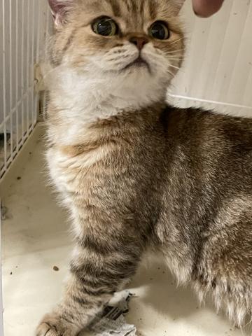 マンチカン