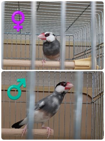 桜文鳥