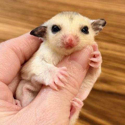 フクロモモンガ モザイク