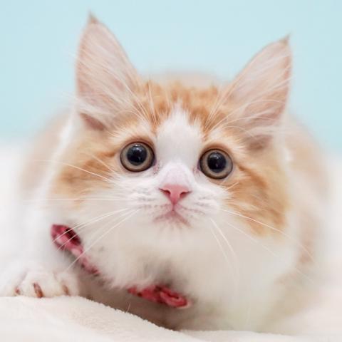 サイベリアンの写真6
