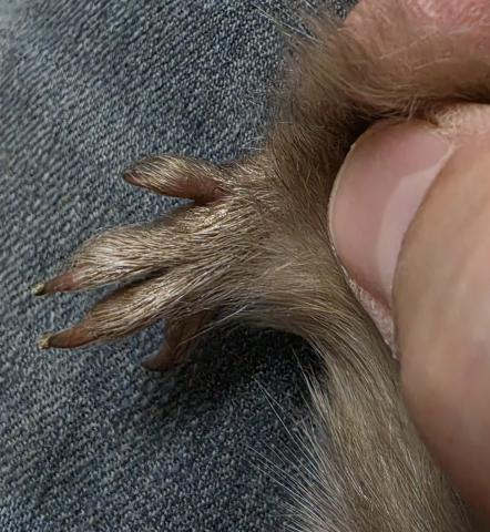 モルモット シェルティーの写真5