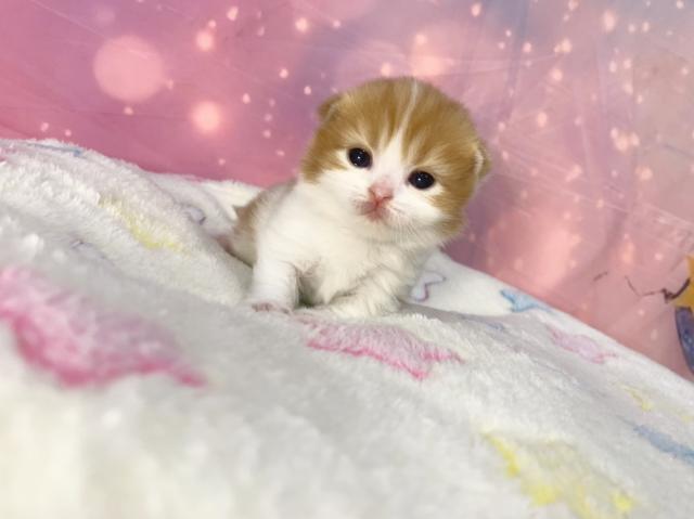 スコティッシュフォールドの写真2