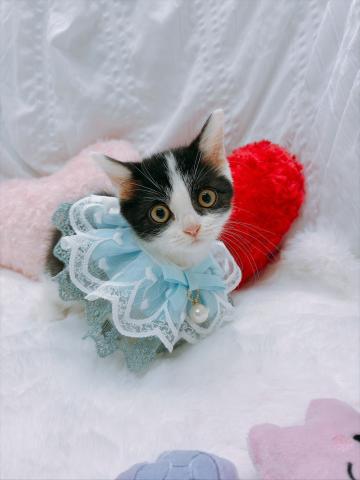 マンチカンの写真3