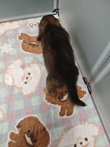 カニンヘンダックスフンドの写真4