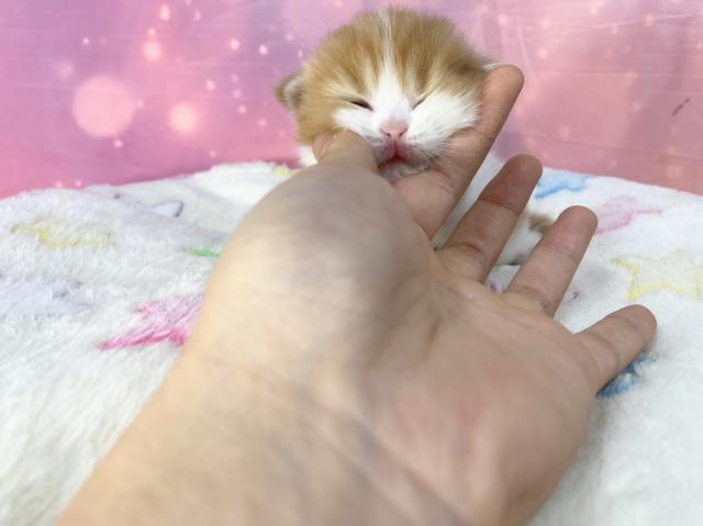 スコティッシュフォールドの写真4