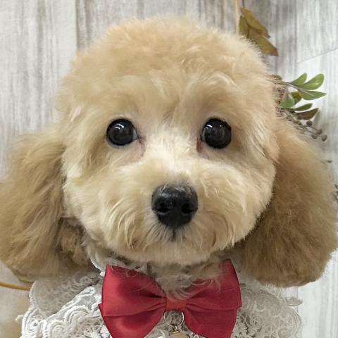 MIXマルプー