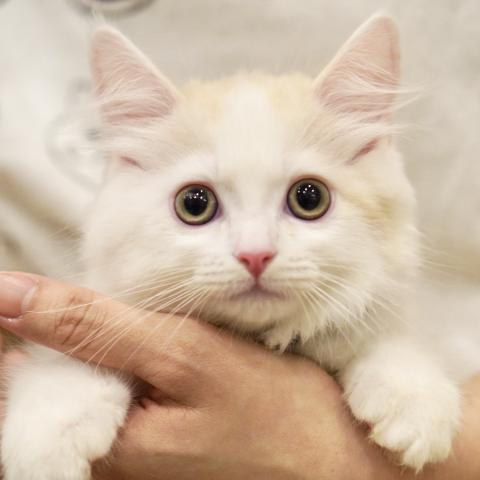 サイベリアンの写真4