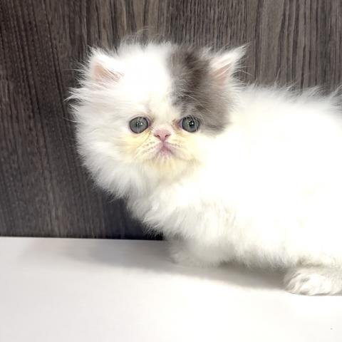 エキゾチックロングヘアーの写真2