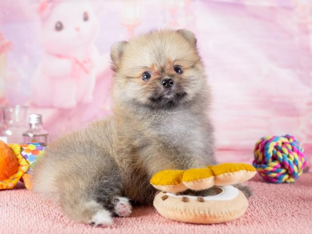 ポメラニアンの写真4