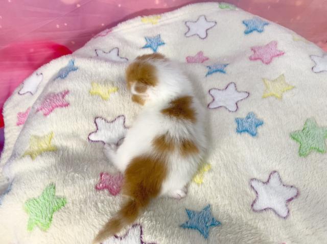 スコティッシュフォールドの写真5