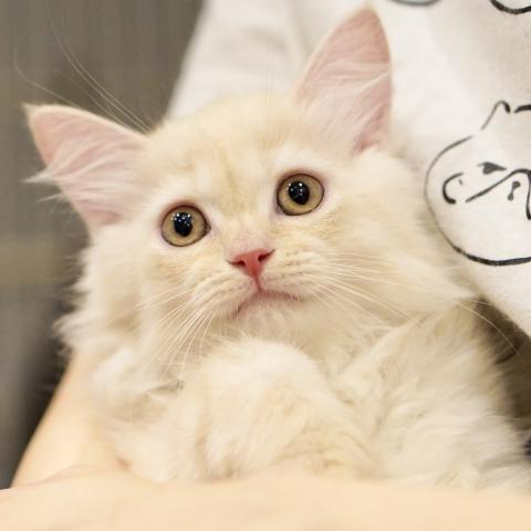 サイベリアンの写真5