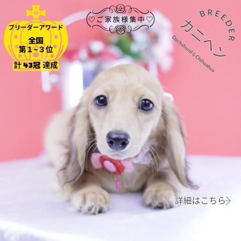 カニヘンダックスフンド ロング