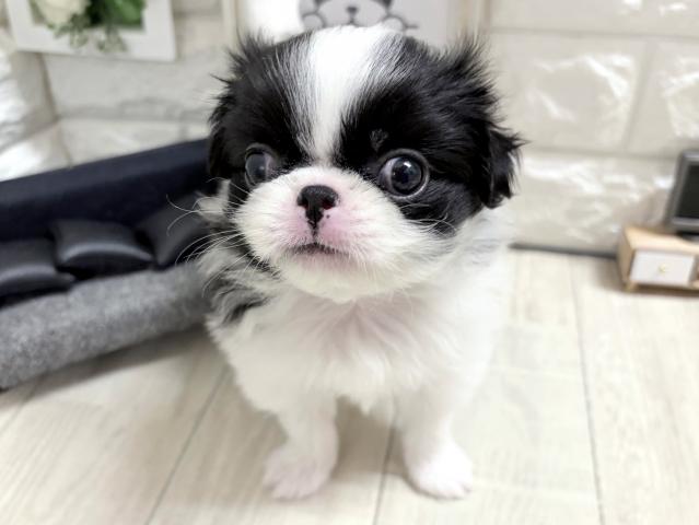 狆(ちん)の写真3