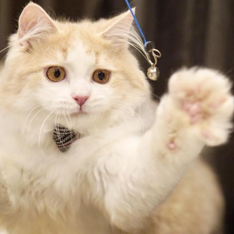サイベリアンの写真4