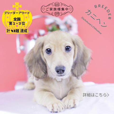 カニヘンダックスフンド ロング