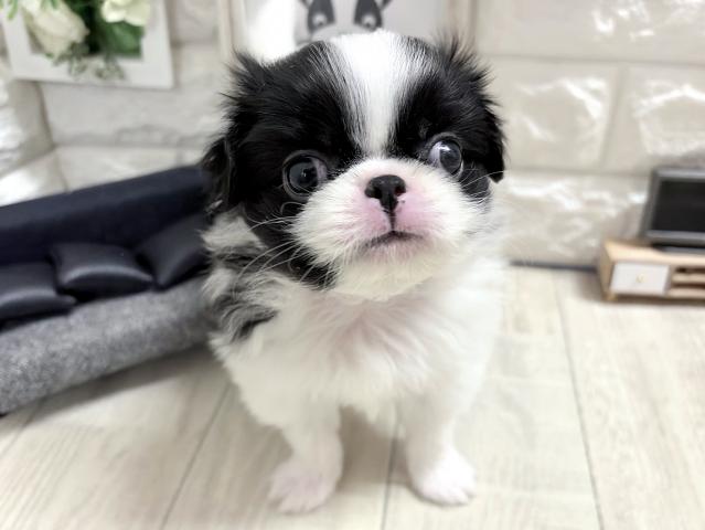 狆(ちん)の写真2
