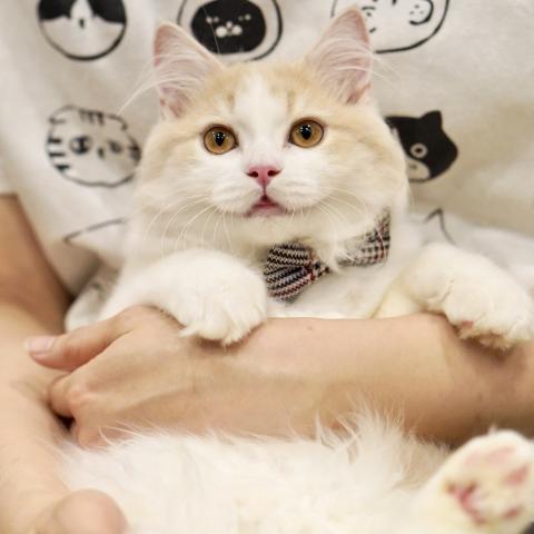 サイベリアンの写真2