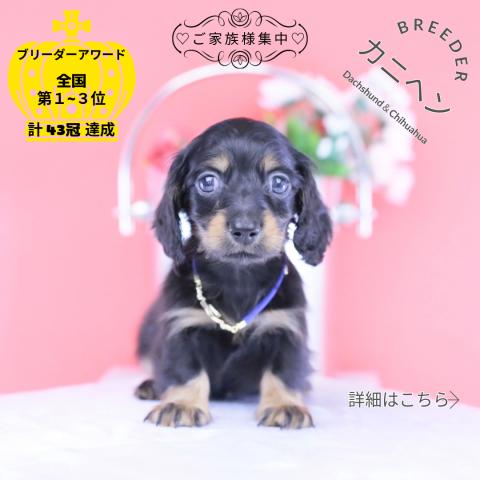 カニヘンダックスフンド ロング
