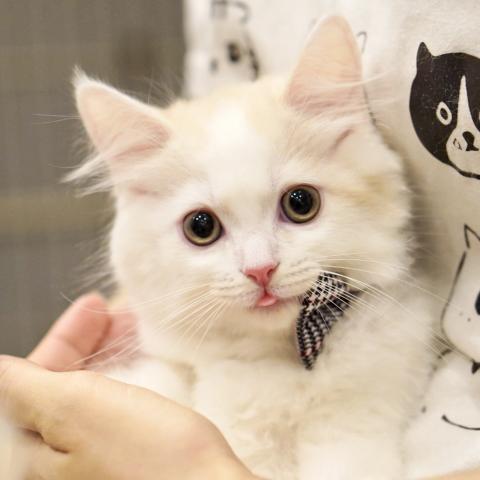 サイベリアンの写真3