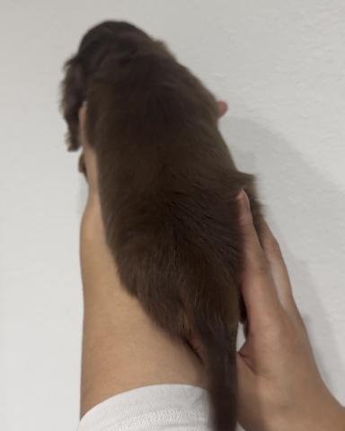 ミニチュアダックスフンドの写真4