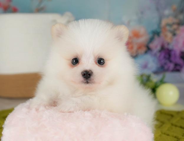 ポメラニアンの写真5