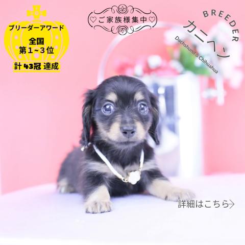 カニヘンダックスフンド ロング
