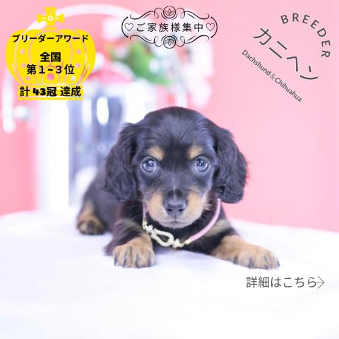 カニヘンダックスフンド ロング