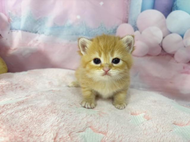 スコティッシュフォールドの写真2