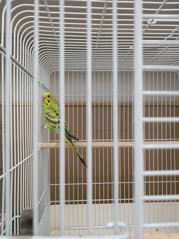 セキセイインコの写真3
