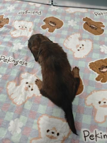 カニンヘンダックスフンドの写真5