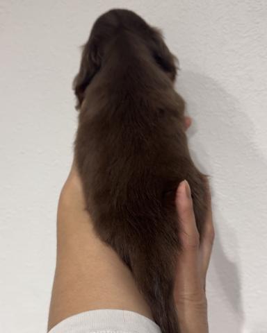 ミニチュアダックスフンドの写真4