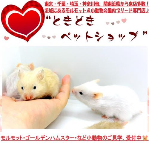 ハムスター ゴールデンハムスター(ホワイト/長毛&サテン)の写真2
