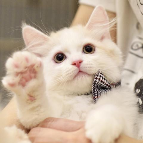 サイベリアンの写真2