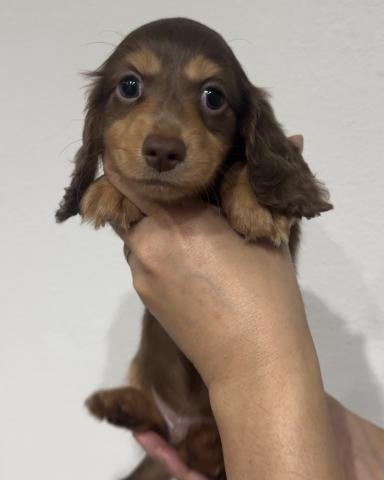 ミニチュアダックスフンドの写真2