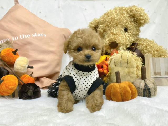 トイプードルティーカップ予想の写真4