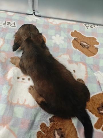 カニンヘンダックスフンドの写真4