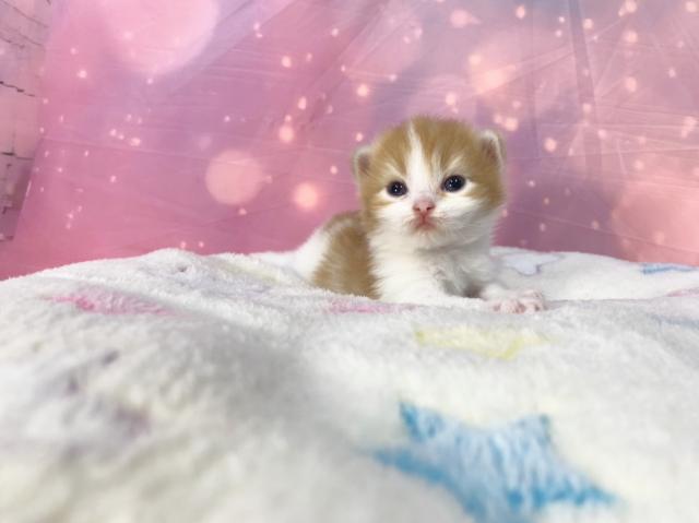 スコティッシュフォールドの写真4